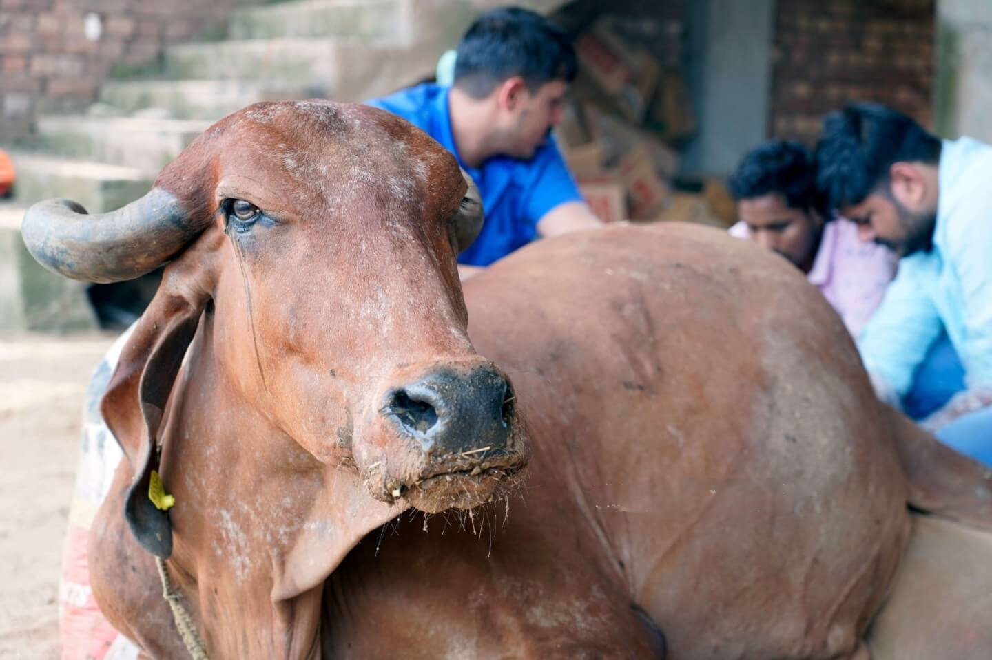 Prolapse & Pregnancy