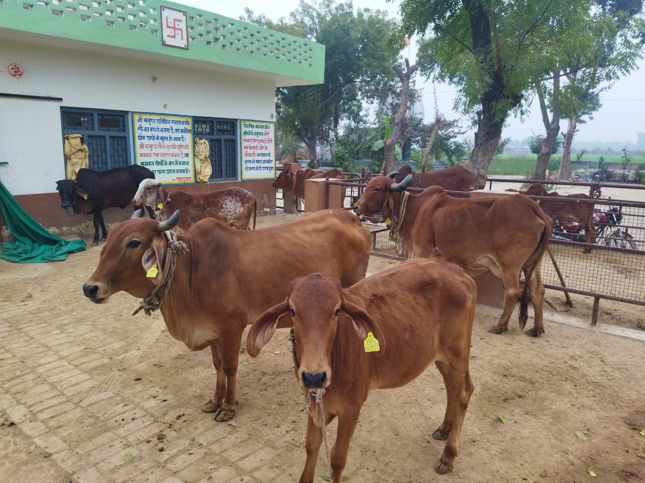 One act of gau seva