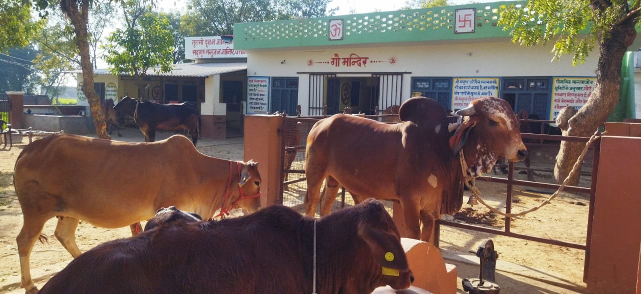 Gau Sewa Mahatirth