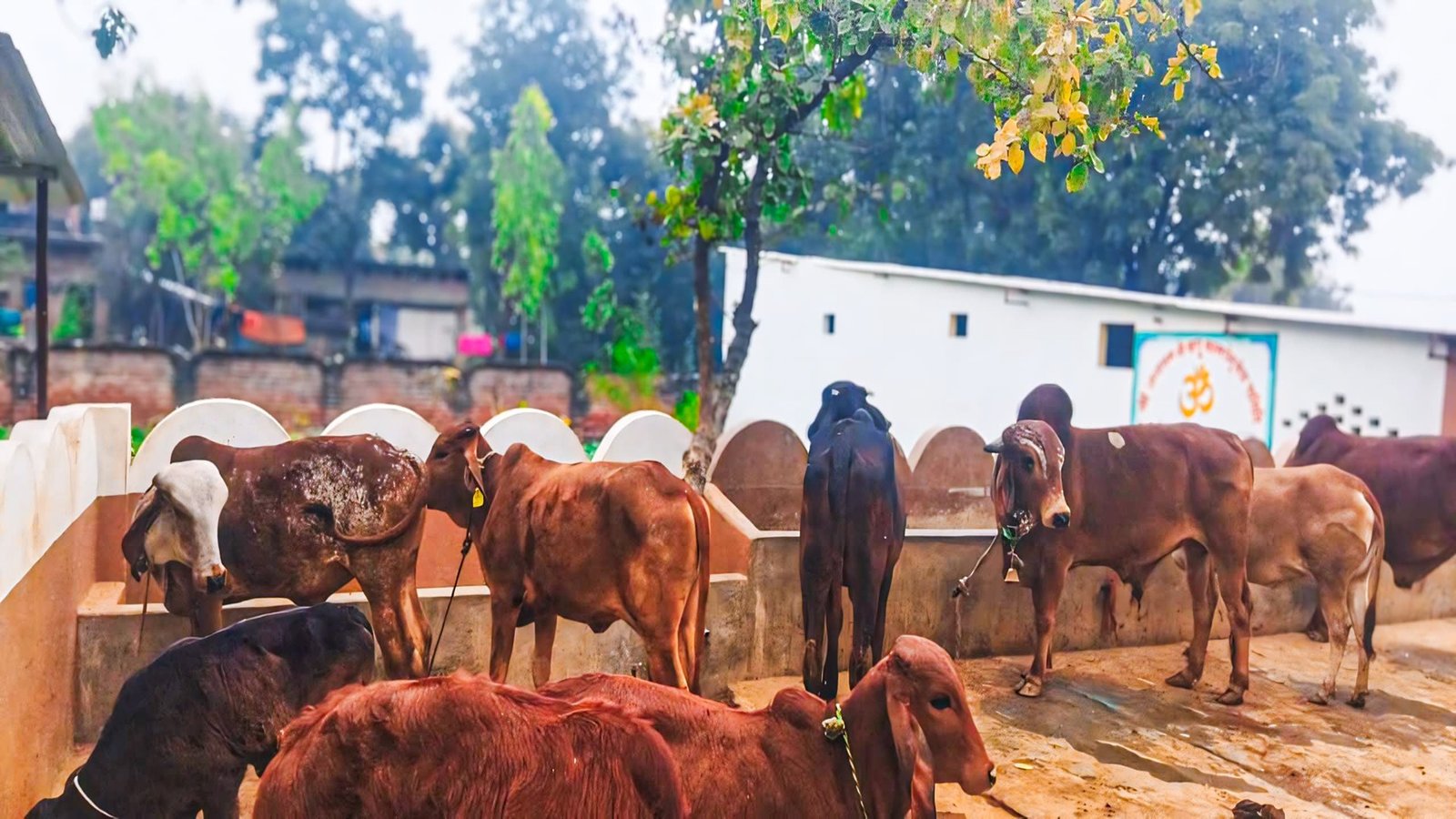 Gau Sewa Mahatirth
